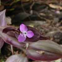 Tradescantia zebrina Bosse